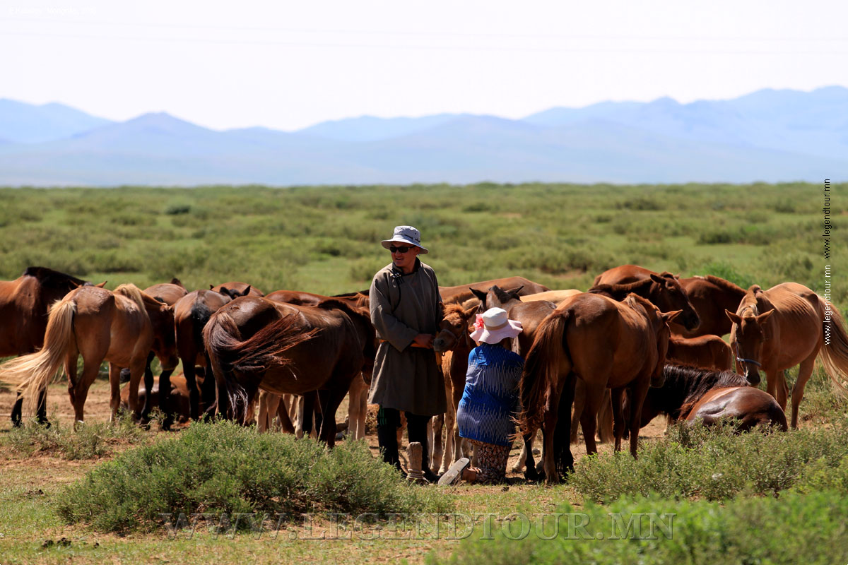 Фотография. Монгольские лошади. В гостях у скотоводов. Архангайский аймак. Монголия.