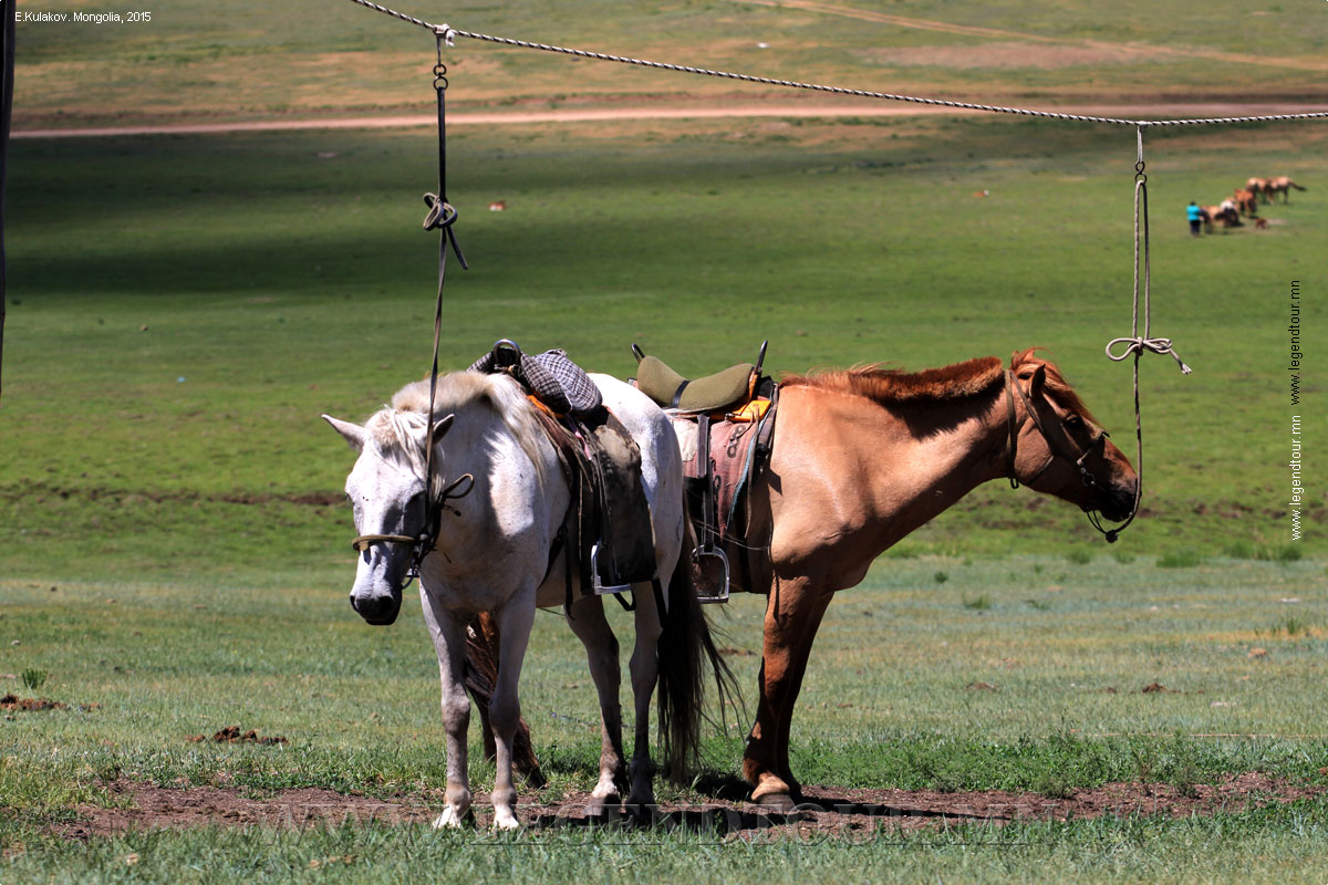 Фотография. Монгольские лошади.