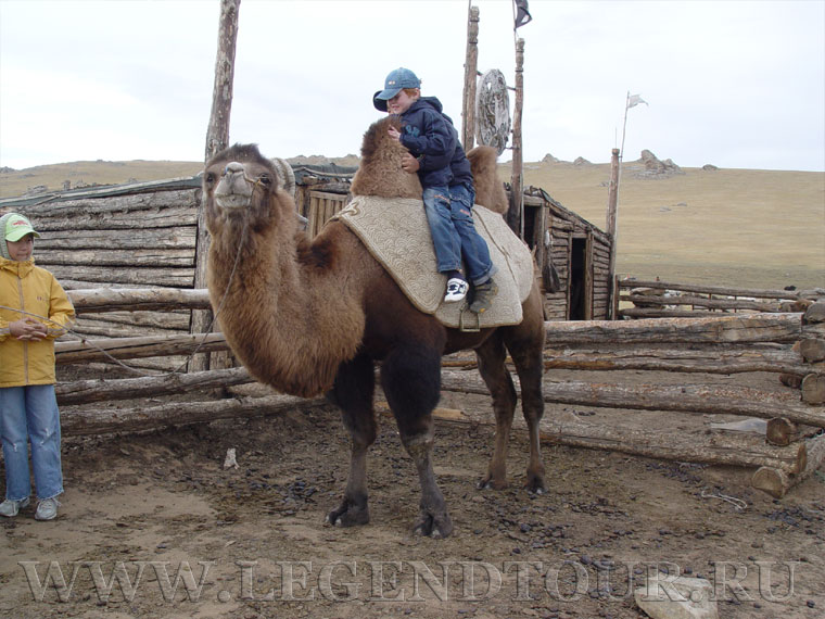 Фотография. Домашние животные. Монголия.