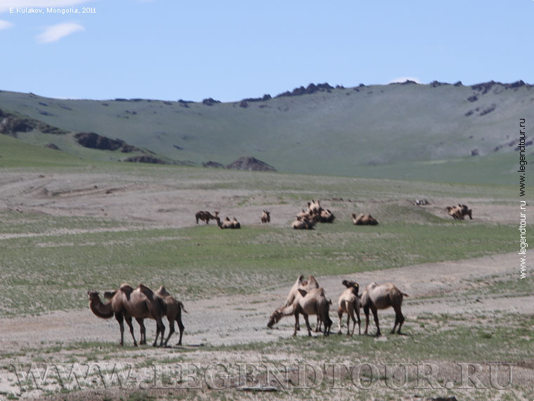Фотография. Ховд аймак (Кобдский аймак). Западная Монголия. 2011 год.
