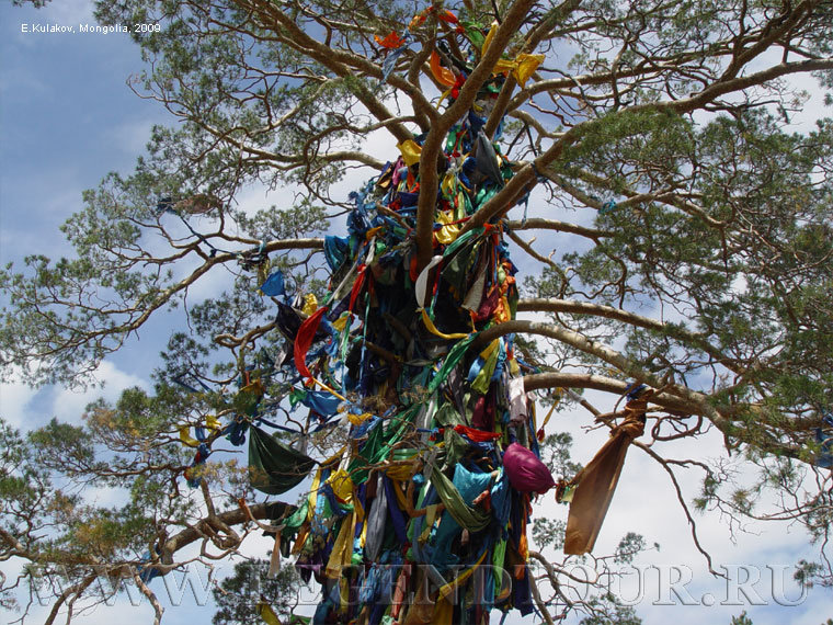 Фотография. Священное дерево (Ээж мод (монг.))  близ сомона Шамар Селенгинского аймака.(Е.Кулаков, 2011)