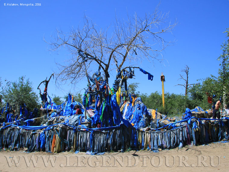 Фотография. Священное дерево (Ээж мод (монг.))  близ сомона Шамар Селенгинского аймака.(Е.Кулаков, 2011)