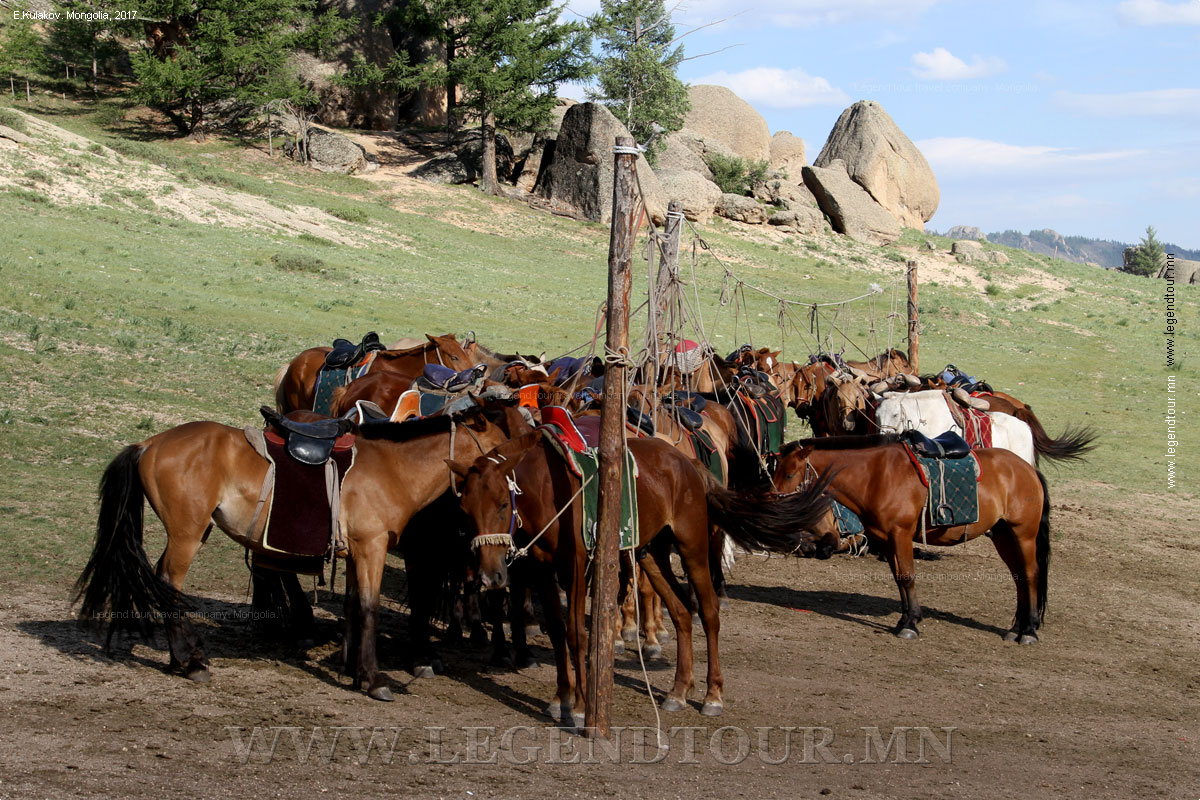 Фотография. Конные туры. Катания на лошадях. Окрестности Улан-Батора.
