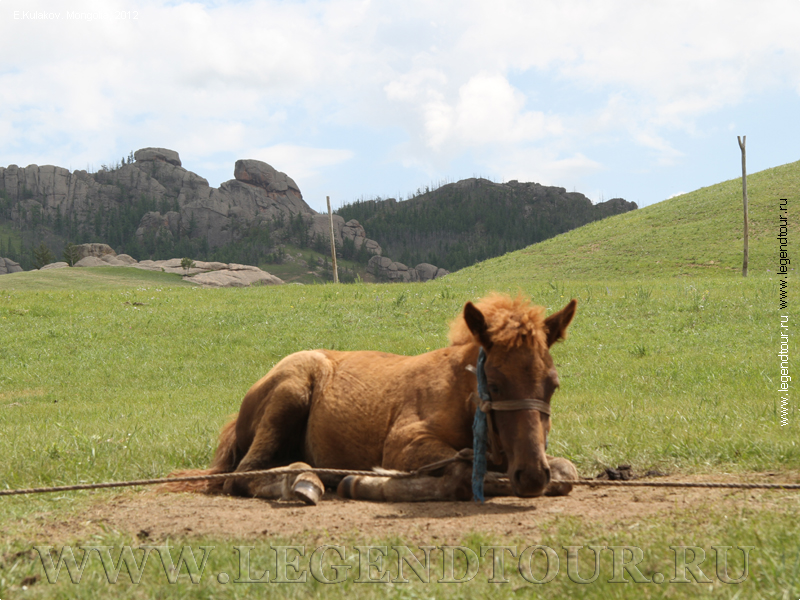 Фотография. В гостях у скотоводов. монгольские лошади. Национальный парк Тэрэлж.