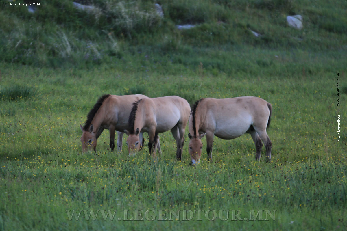 Фотография. Национальный парк Хустай нуруу. Лошади Пржевальского. Центральный аймак Монголии.