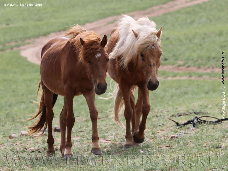 Фотография. Стойбище скотоводов - кочевников. Национальный парк Монголия 13 век.