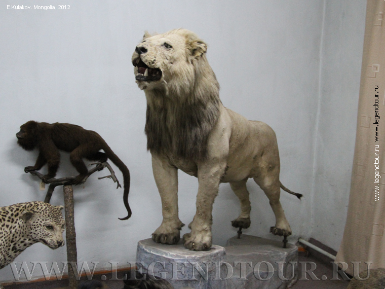 Фотография. Коллекция чучел. Дворец музей Богдо Хана